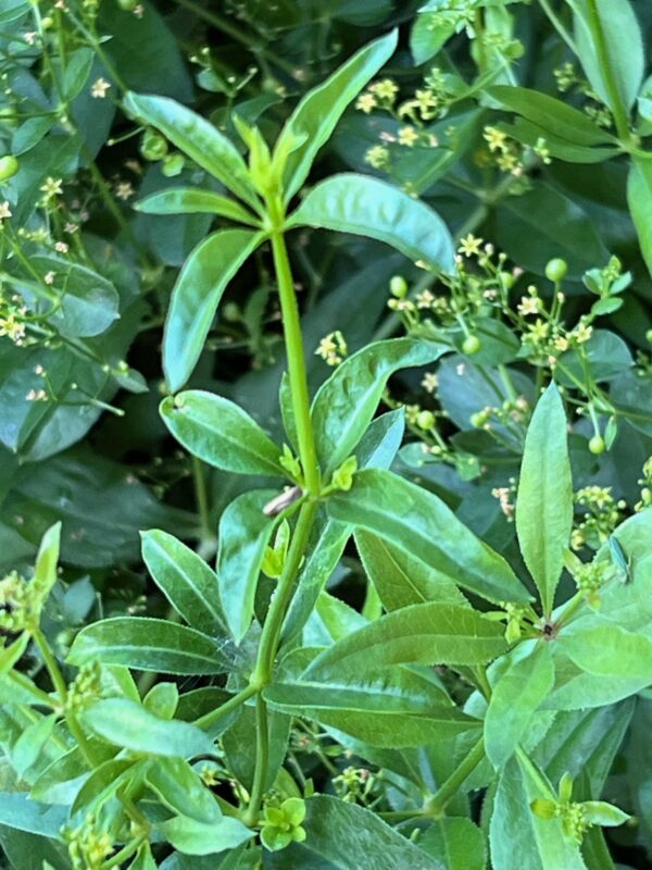 Madder (Rubia tinctorum) seeds, organic - Image 9