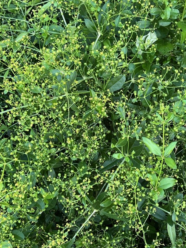 Madder (Rubia tinctorum) seeds, organic - Image 8