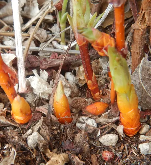 Madder (Rubia tinctorum) potted plant, organic