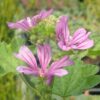 Mallow, High (Malva sylvestris), packet of 50 seeds, organic - Image 2