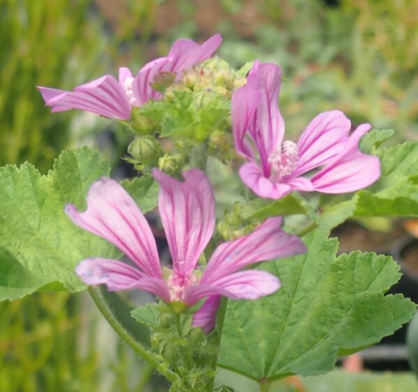 Mallow, High (Malva sylvestris), packet of 50 seeds, organic - Image 2