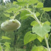 Sunflower, Russian Mammoth (Helianthus annuus) seeds, organic - Image 4