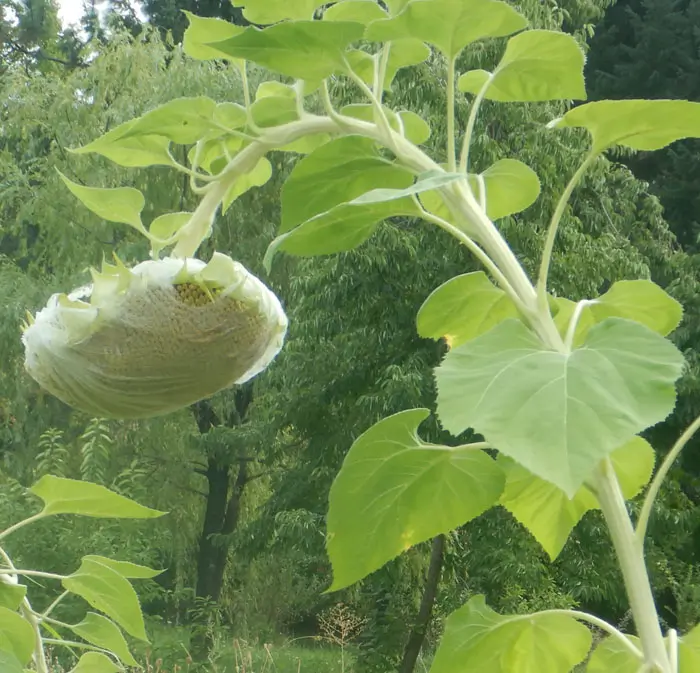 Sunflower, Russian Mammoth (Helianthus annuus) seeds, organic - Image 4