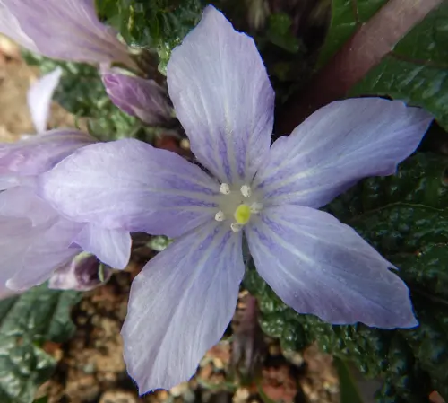 Mandrake, Autumn (Mandragora autumnalis), packet of 13 seeds, dried - Image 5