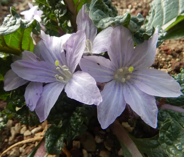 Mandrake, Autumn (Mandragora autumnalis), packet of 13 seeds, dried - Image 2