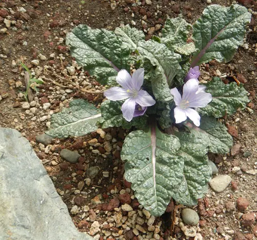 Mandrake, Autumn (Mandragora autumnalis), packet of 13 seeds, dried - Image 3