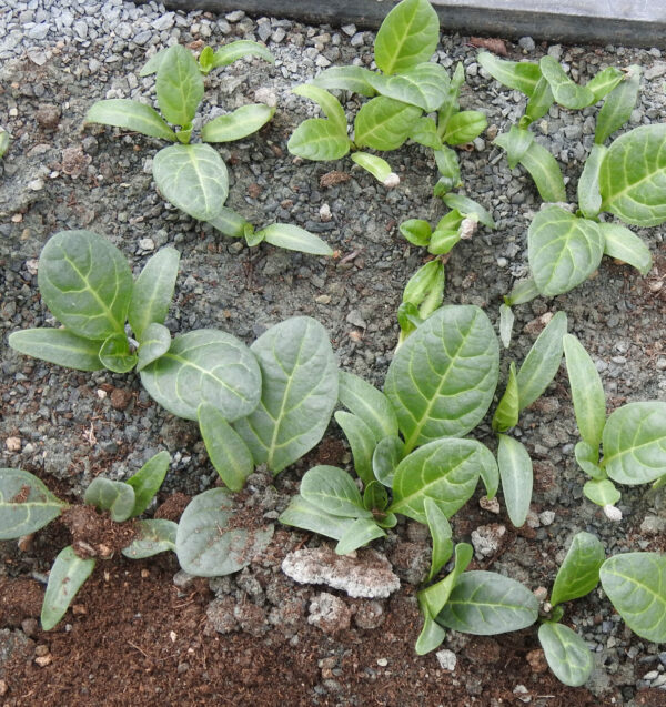 Mandrake, officinarum (Mandragora officinarum) potted plant (3-inch pot), organic