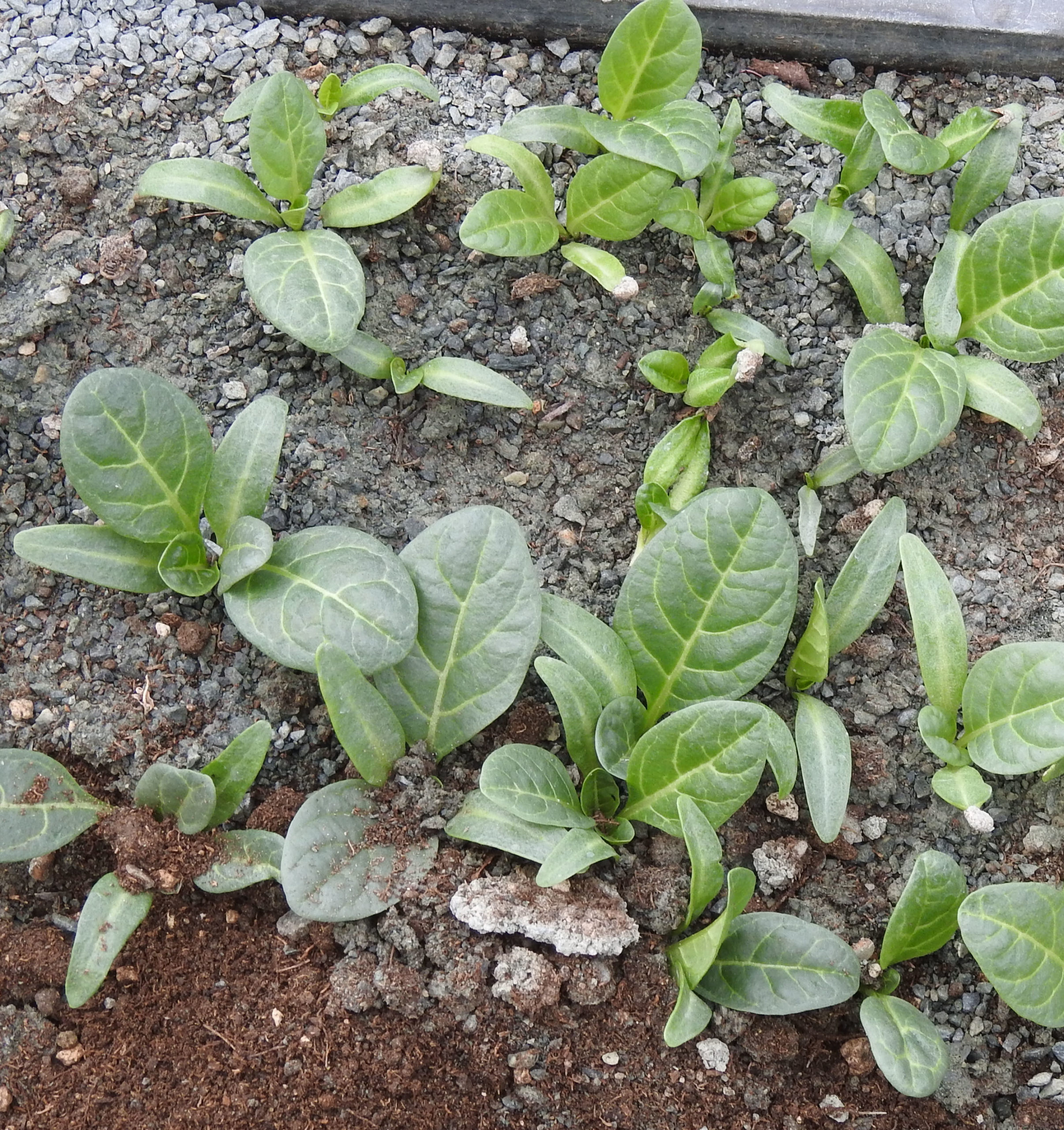 mandrake, officinarum (mandragora officinarum) potted plant, organic