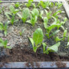 Mandrake, officinarum (Mandragora officinarum), packet of 13 seeds, fresh, (undried), packed in moist medium, organic - Image 2