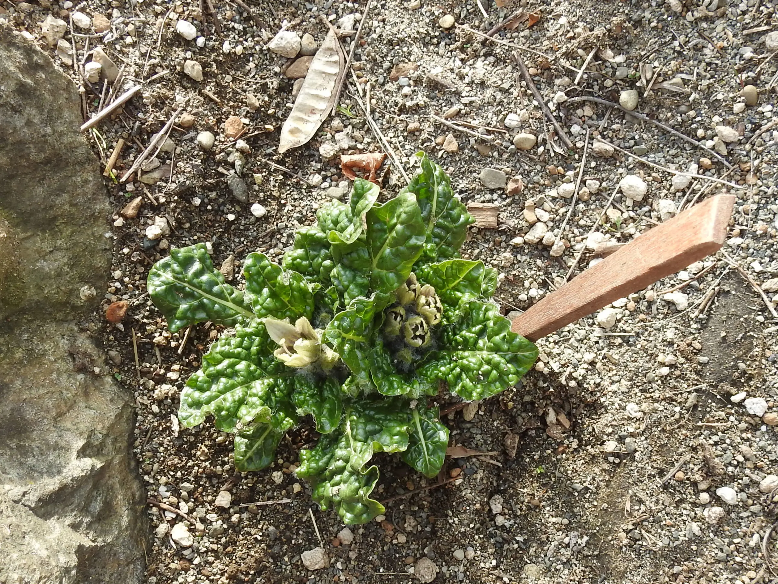 Mandrake, official (Mandragora officinarum), packet of 13 seeds, fresh, (undried), packed in moist medium, organic - Image 7
