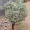 Manzanita, Whiteleaf (Arctostaphylos viscida), packet of 20 seeds