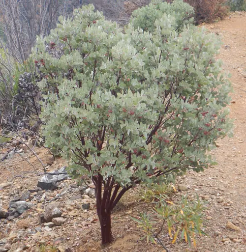 Manzanita, Whiteleaf (Arctostaphylos viscida), packet of 20 seeds