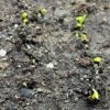 Maral Root (Rhaponticum carthamoides), packet of 10 seeds, organic - Image 5
