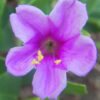 Four O'clock, Maravilla (Mirabilis multiflora), packet of 5 seeds, Organic - Image 2