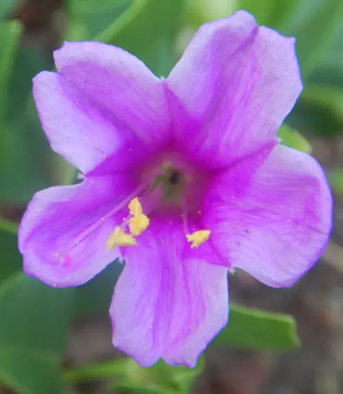 Four O'clock, Maravilla (Mirabilis multiflora), packet of 5 seeds, Organic - Image 2