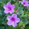 Four O'clock, Maravilla (Mirabilis multiflora), packet of 5 seeds, Organic