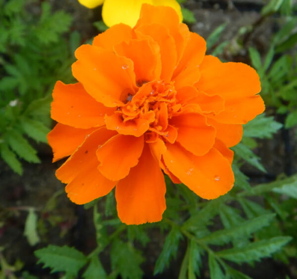 Marigold, French Petite (Tagetes patula), packet of 30 seeds, organic - Image 2