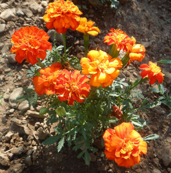 Marigold, French Petite (Tagetes patula), packet of 30 seeds, organic - Image 3