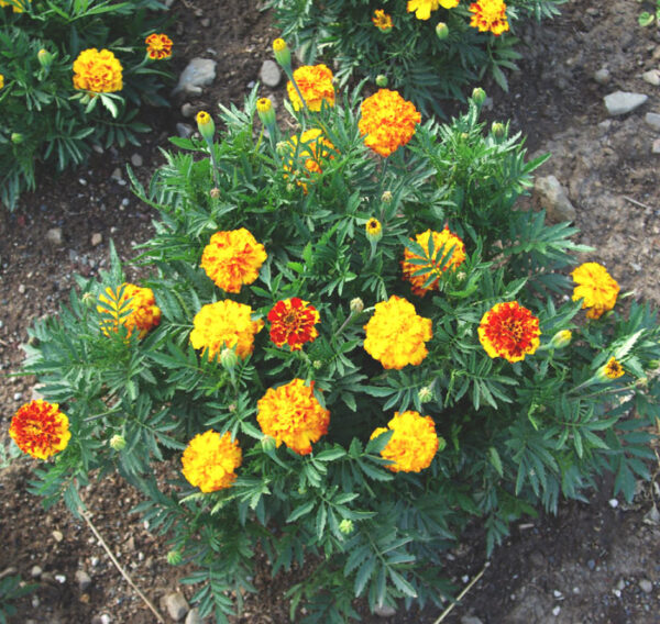 Marigold, French Petite (Tagetes patula), packet of 30 seeds, organic - Image 4