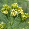 Marigold Set (4 seed packets): Marigolds--African Tururu, Desert, French Petite and Mexican Marigold - Image 2