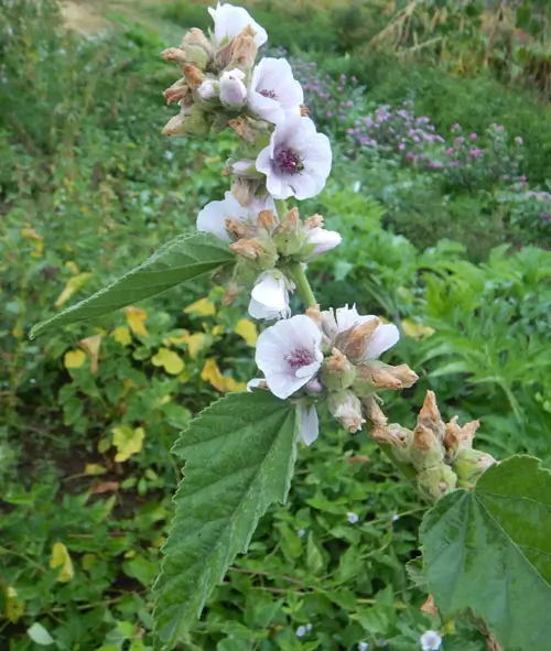 Marshmallow (Althaea officinalis) seeds, organic