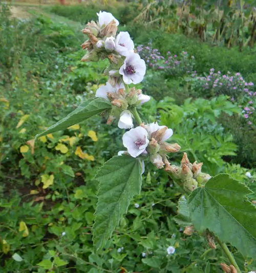 Marshmallow (Althaea officinalis) seeds, organic - Image 2
