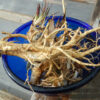 Marshmallow (Althaea officinalis) potted plant, organic - Image 2