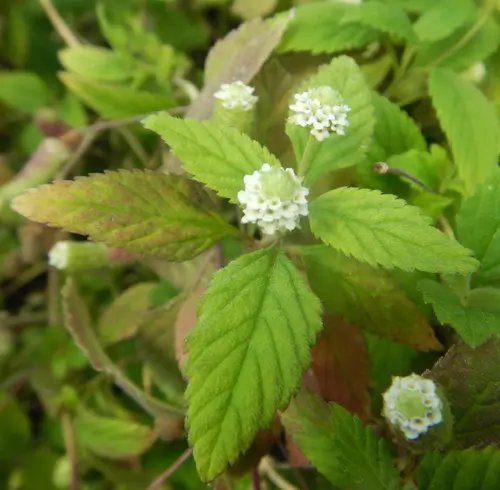Mint, Mayan (Lippia dulcis) potted plant, organic - Image 3
