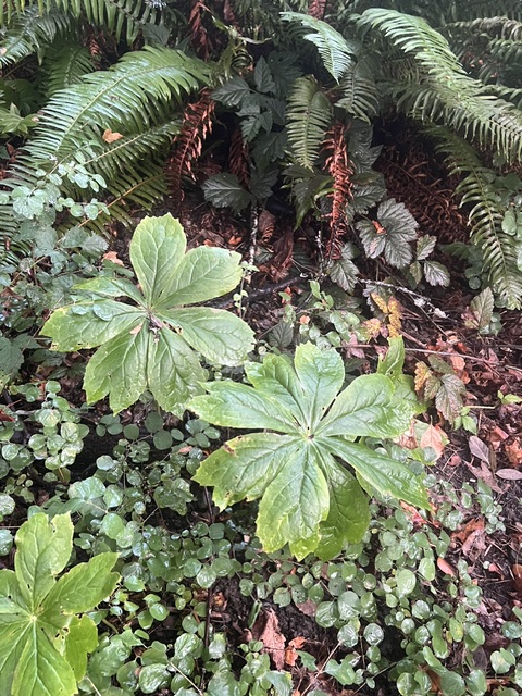 Mayapple, American Live root (Podophyllum peltatum), Organic - Image 6