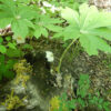 Mayapple, American (Podophyllum peltatum) potted plant, organic - Image 4