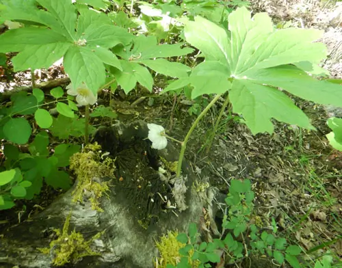 Mayapple, American Live root (Podophyllum peltatum), Organic - Image 2