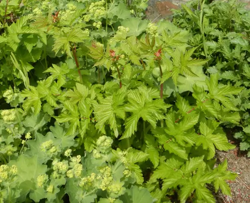 Meadowsweet (Spiraea ulmaria) seeds, organic - Image 3