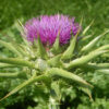 Thistle, Milk (Silybum marianum) seeds, organic [WA no]