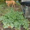 Thistle, Milk (Silybum marianum) seeds, organic [WA no] - Image 3