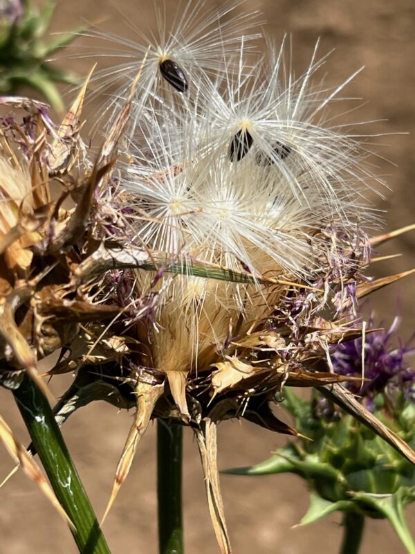 Thistle, Milk (Silybum marianum) seeds, organic [WA no] - Image 10