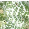 Thistle, Milk (Silybum marianum) seeds, organic [WA no] - Image 2