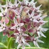 Milkweed, Showy (Asclepias speciosa), packet of 30 seeds - Image 4