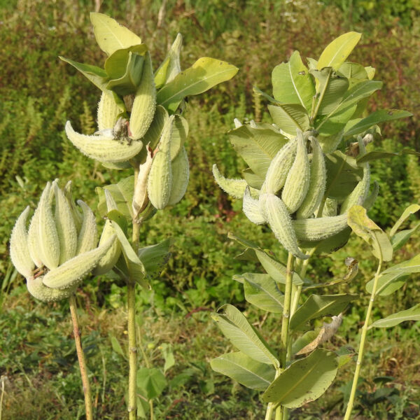 Milkweed, Common (Asclepias syriaca) seeds - Image 2