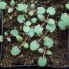 Balm, Moldavian (Dracocephalum moldavica) seeds, organic - Image 2