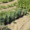 Gopher Spurge (Euphorbia lathyris) seeds, Organic - Image 2