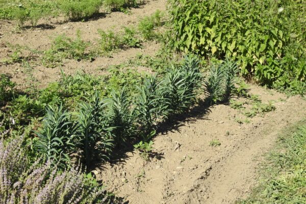 Gopher Spurge (Euphorbia lathyris) seeds, Organic - Image 2