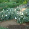 Datura, Moonflower (Datura inoxia) seeds, organic