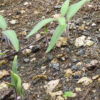 Datura, Moonflower (Datura inoxia) seeds, organic - Image 2