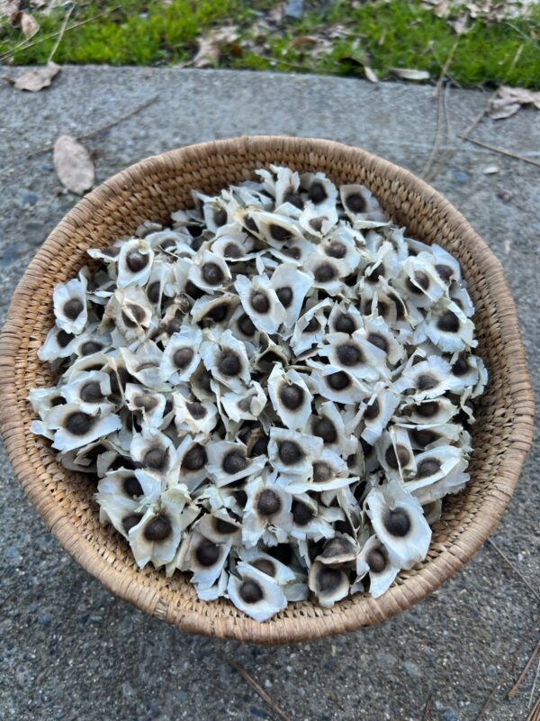 Moringa (Moringa oleifera) seeds - Image 5