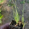 Mormon Tea, Nevada (Ephedra nevadensis) seeds - Image 4