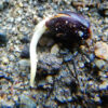 Mormon Tea, Nevada (Ephedra nevadensis) seeds - Image 3