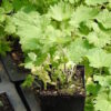 Motherwort, Official (Leonurus cardiaca) potted plant, organic