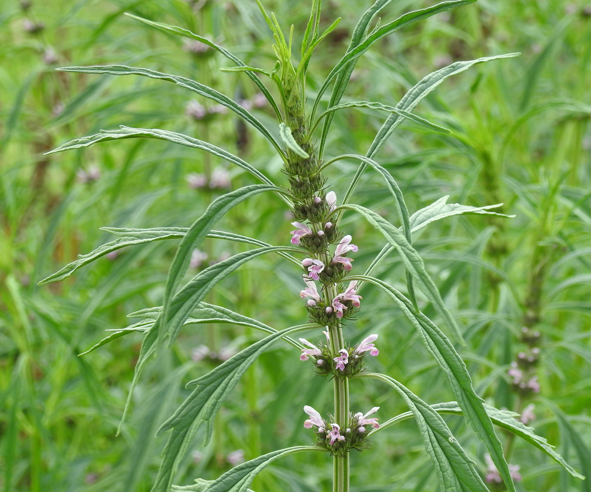 Motherwort, Chinese (Leonurus artemisia) potted plant