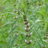 Motherwort, Chinese (Leonurus japonicus) seeds, organic