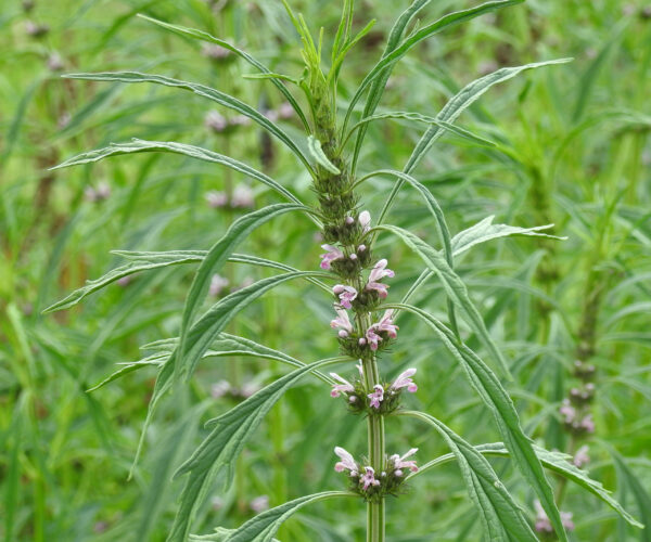 Motherwort, Chinese (Leonurus japonicus) potted plant, organic